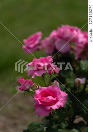 五月のバラ、ザ・マッカートニー・ローズ 127156274