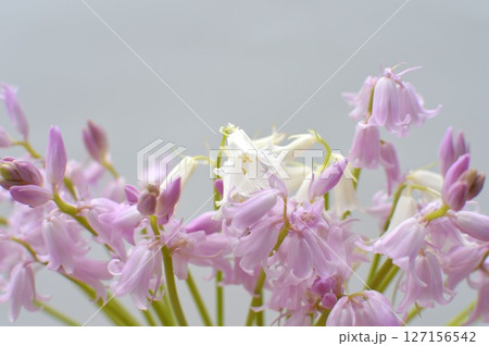 ピンクと白のシラーの花 ピンクと白のシラーの花 127156542