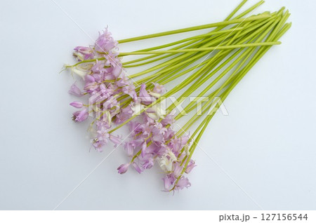 ピンクと白のシラーの花　 127156544