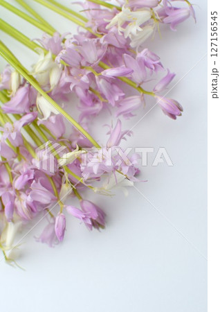 ピンクと白のシラーの花 ピンクと白のシラーの花 127156545