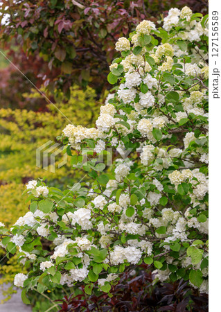 北海道由仁町、初夏の庭を彩るオオデマリ【6月】 127156589