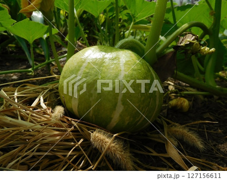 カボチャ　未熟な実 127156611