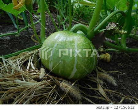 カボチャ 未熟な実 カボチャ 未熟な実 127156612