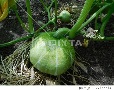 カボチャ 未熟な実 カボチャ 未熟な実 127156613