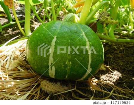 カボチャ 実 カボチャ 実 127156625