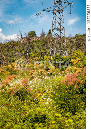 Vibrant Undergrowth And Bare Trees In Summer Landscape: Colorful Green And Pink Bushes Flourishing Beneath A Row Of Leafless Trees Against A Clear Blue Sky In Rural Slovenia Vibrant Undergrowth And Bare Trees In Summer Landscape: Colorful Green And Pink Bushes Flourishing Beneath A Row Of Leafless Trees Against A Clear Blue Sky In Rural Slovenia 127156888