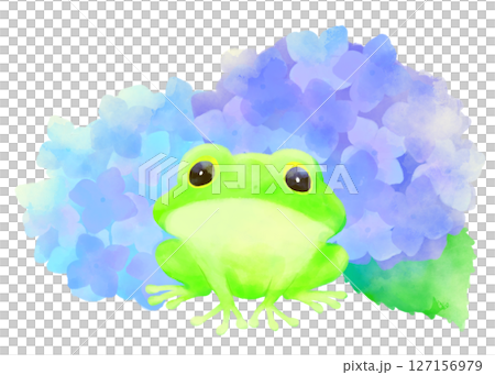 Illustration of a rainy season frog and hydrangea (watercolor style, early summer season material) 127156979