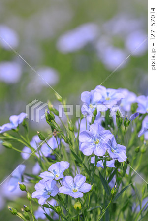 北海道当別町、澄んだブルーの花を咲かせる亜麻【7月】 127157014