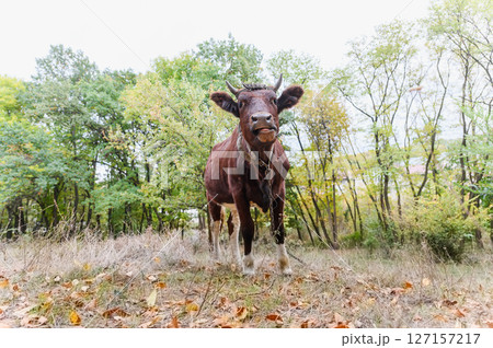 Front view of brown cow with tongue out in autumn forest. 127157217