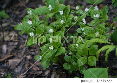 ヒトリシズカの咲く森 ヒトリシズカの咲く森 127157271
