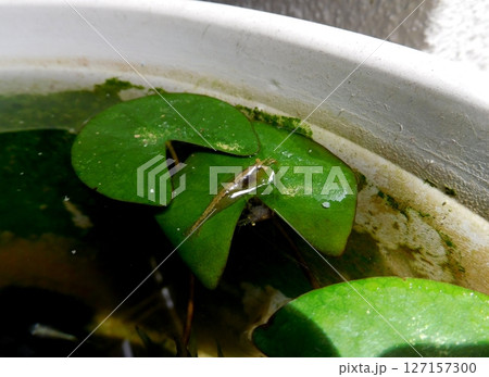 ミナミヌマエビ 127157300