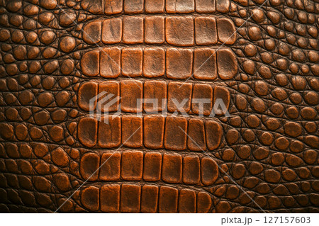 Close up exotic crocodile leather texture, natural animal skin pattern for luxury product design, high resolution background for fashion, handbags, shoes, accessories 127157603