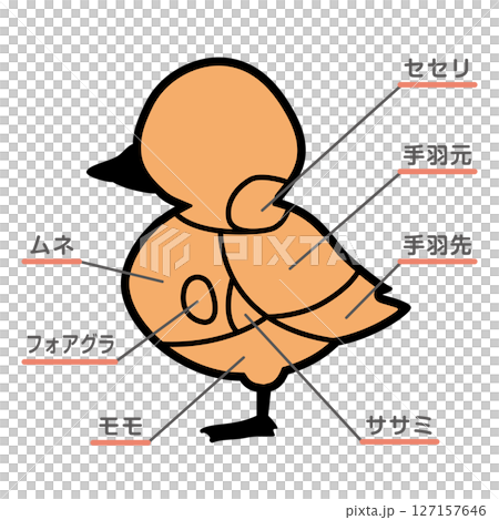 Illustration of duck meat parts with text 127157646