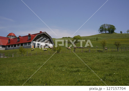 丘の上の綿羊牧場 127157704