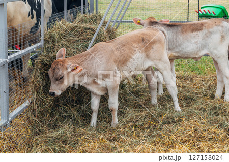 young calf of Swiss cattle breed young calf of Swiss cattle breed 127158024