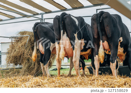 Udder of holstein cows on a farm in a stall Udder of holstein cows on a farm in a stall 127158029