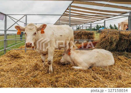 White cows in the corral close up. Agricultural Exhibition. 127158034