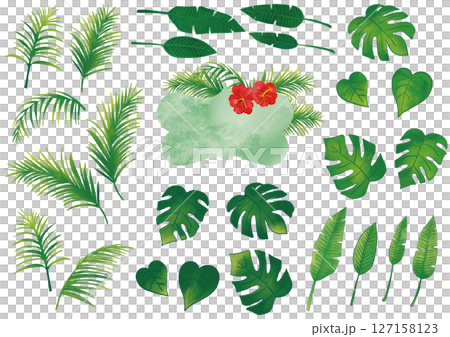 水彩熱帶植物集 水彩熱帶植物集 127158123