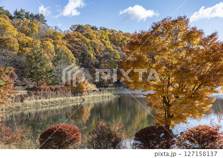 秋の青空と蓼科湖紅葉 127158137