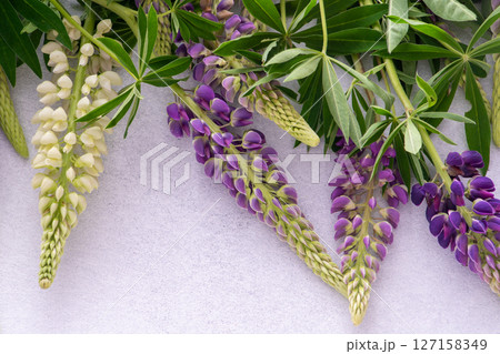 Lupine flowers. Purple and pink bud. Lupine flowers. Purple and pink bud. 127158349