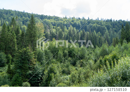 Green forest trees. Nature background 127158510