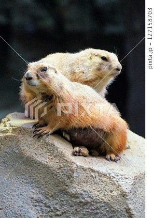 オグロプレーリードッグ 127158703