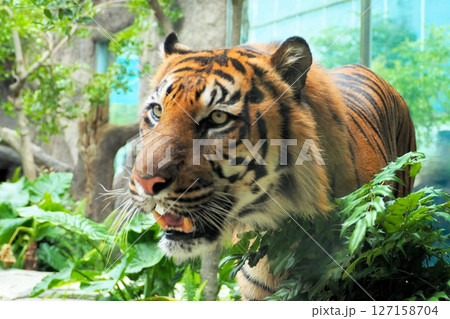 スマトラトラ 127158704