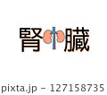 腎臓 127158735
