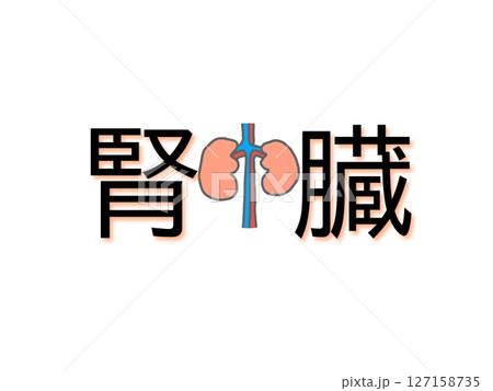 腎臓 127158735