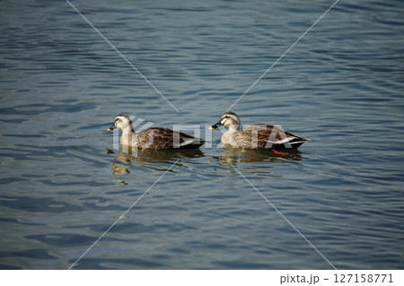 荒尾市 港 野鳥、 荒尾市 港 野鳥、 127158771
