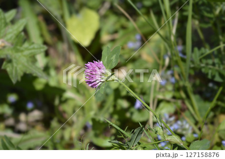 Red clover Red clover 127158876