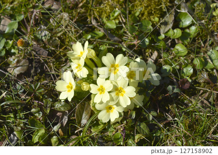 Common primrose Common primrose 127158902
