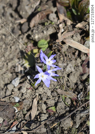 Boissiers glory of the snow Boissiers glory of the snow 127158904