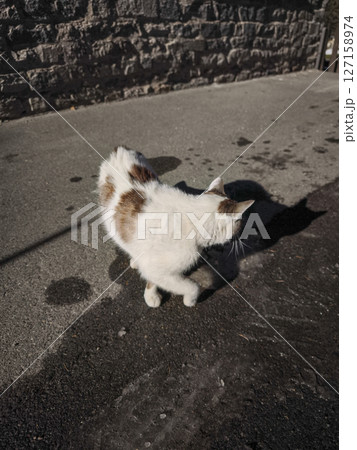 White, brown cat walking along asphalt beside stone wall in aosta, italy, during sunny november afternoon Lillaz 127158974