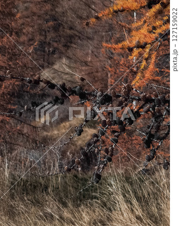 Vibrant orange pine needles and dark cones highlighting autumnal landscape near aosta, italy during late november seasonal transformation Lillaz 127159022