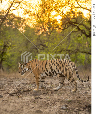 wild female bengal tiger or panthera tigris bandhavgarh national park forest reserve madhya pradesh india. tigress side profile walking territory marking in golden hours evening wildlife summer safari 127159064