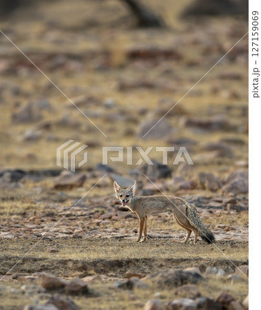 indian fox or Bengal fox or Vulpes bengalensis at ranthambore national park forest tiger reserve sawai madhopur rajasthan india fox side profile and eye contact in summer season wildlife jungle safari 127159069