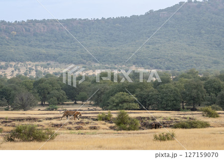 wild male bengal tiger or panthera tigris walking territory stroll in open field and in background Aravalli or Aravali hill mountain Range in safari at ranthambore national park forest rajasthan india 127159070