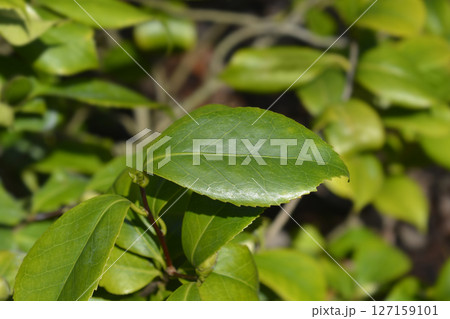 Camellia Camellia 127159101