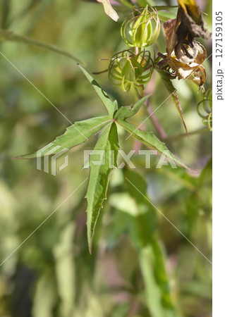 Scarlet rosemallow 127159105