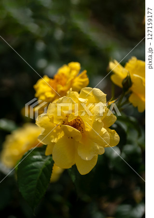 五月のバラ、サニー・ノックアウト 127159177