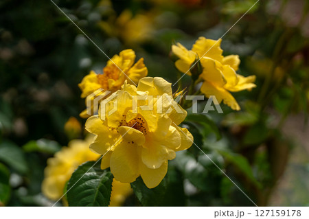 五月のバラ、サニー・ノックアウト 127159178