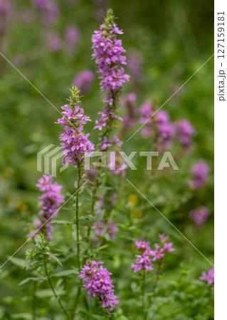 Flower Bud Lythrum salicaria plant 127159181