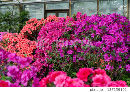 Azalea bud flower. Rhododendron plant in garden 127159192