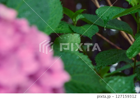 ピンクの紫陽花の前ボケと葉から落ちる水滴_葉に焦点 127159312
