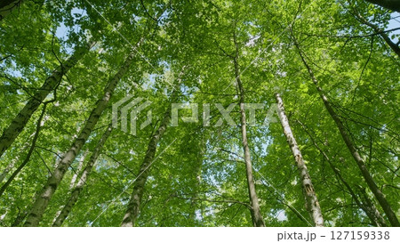 The Lush Green Forest Canopy is filled with Vibrant Leaves, creating a stunning view in nature 127159338