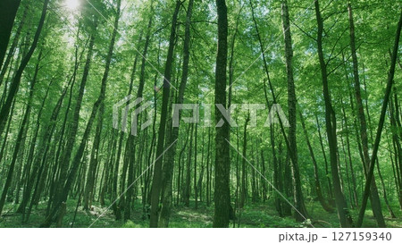 The Vibrant Green Forest Canopy Flourishes with Sunlight Gently Filtering Through the Trees The Vibrant Green Forest Canopy Flourishes with Sunlight Gently Filtering Through the Trees 127159340