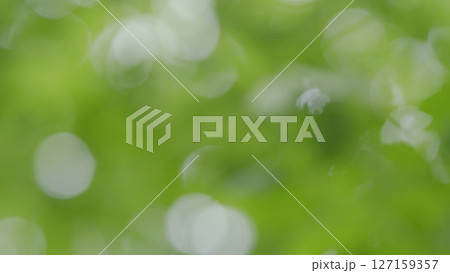A Soft Green Bokeh Background Ideal for Nature Inspired Designs and Beautiful Aesthetics 127159357