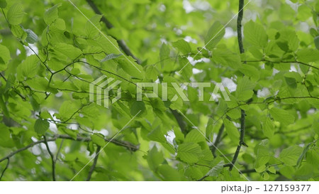 Lush Green Tree Foliage Awash in Beautiful Spring Light That Joyfully Shimmers and Glows 127159377