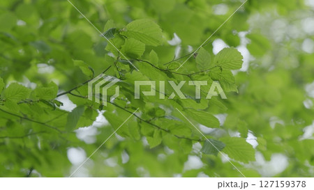Lush Green Leaves Glowing in Beautiful Natural Light, Evoking a Sense of Calm and Peacefulness Lush Green Leaves Glowing in Beautiful Natural Light, Evoking a Sense of Calm and Peacefulness 127159378